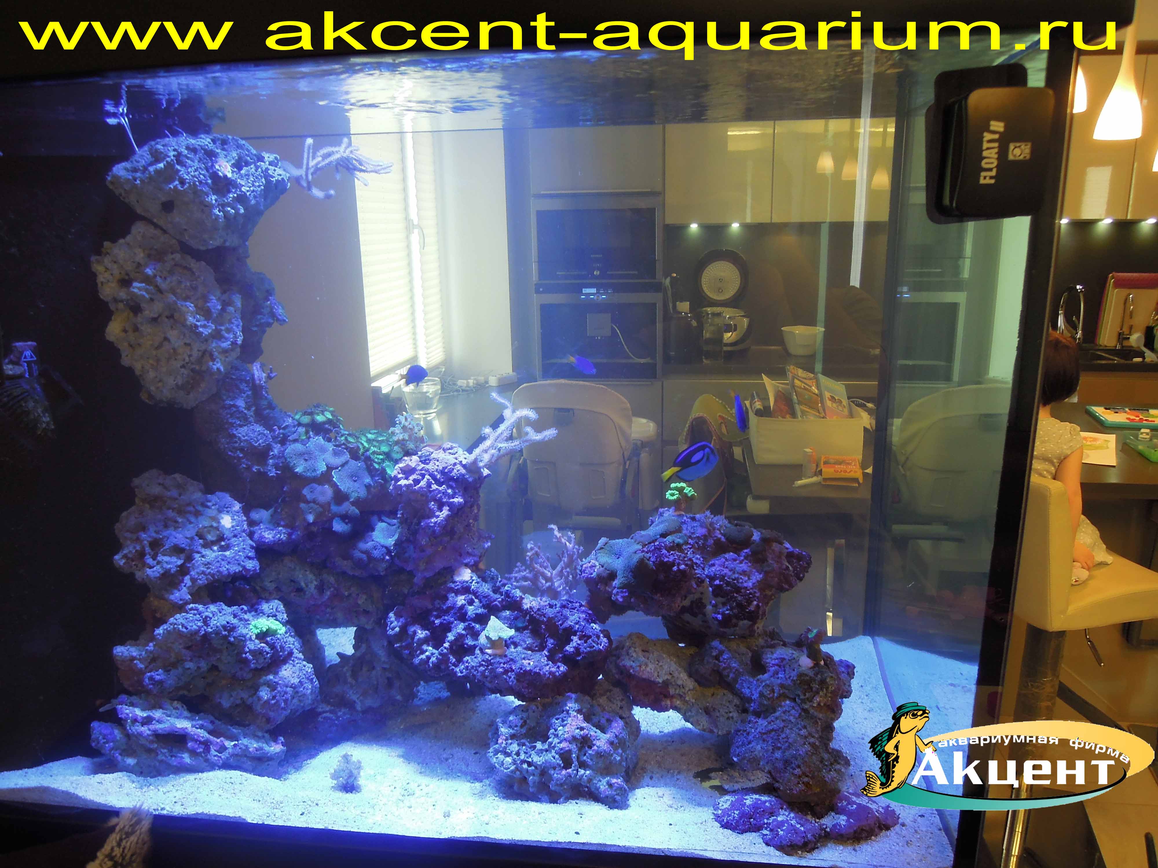 Акцент-аквариум,просмотровый морской аквариум 500 литров, вид из комнаты, живые камни, мягкие кораллы, жесткие кораллы